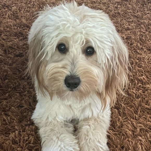 Meet your Posher, Adrienne - Picture 2 of 16